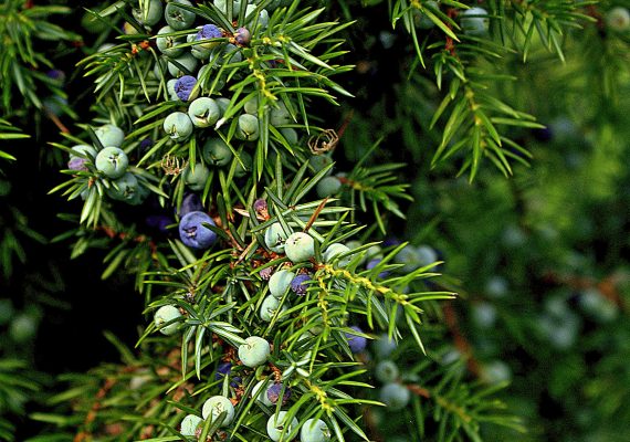 Juniper oil