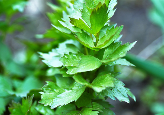 Lovage root oil