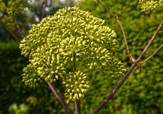 Angelica seed oil