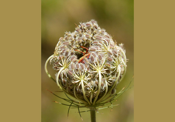 Carrot seed oil